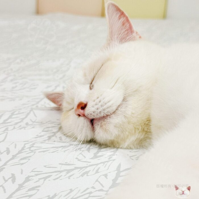 Lalife 微風幾何｜現代簡約風格防水保潔墊使用照