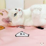 貓咪派對｜手繪療癒粉色寵物防水保潔墊