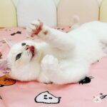 貓咪派對｜手繪療癒粉色質感防水保潔墊