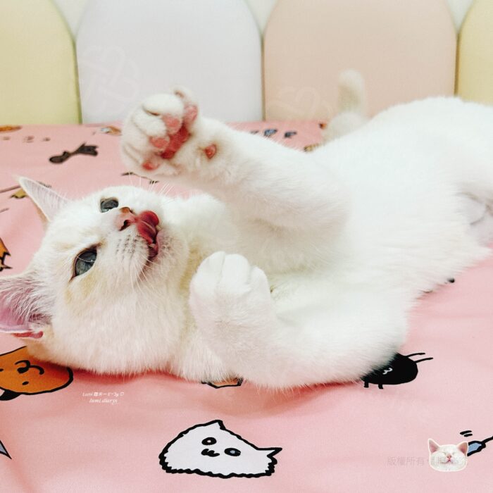 貓咪派對｜手繪療癒粉色質感防水保潔墊