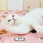 貓咪派對｜手繪療癒粉色高品質防水保潔墊