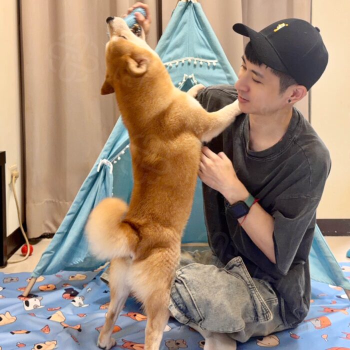 萌犬汪汪集合｜活力天藍寵物防水隔尿墊