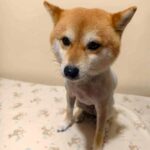 迷霧小鹿｜幾何米灰質感防水保潔墊使用照